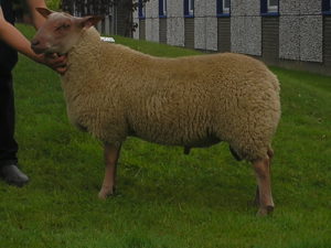 Carlisle 14th August Sale 03 Carlisle 14th August Sale 03